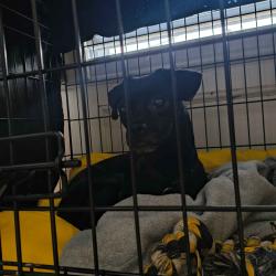 Lost Male Dog last seen Tustin Playground, Philadelphia, PA 19151