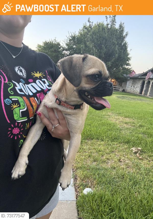 Found/Stray Female Dog last seen Longbeach Dr., Garland, TX 75043