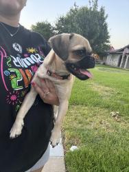 Found/Stray Female Dog last seen Longbeach Dr., Garland, TX 75043