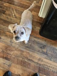 Found/Stray Male Dog last seen Grayson, Modesto, CA 95358