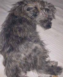 Lost Female Dog last seen Near n black canyon hwy, Phoenix, AZ 85021