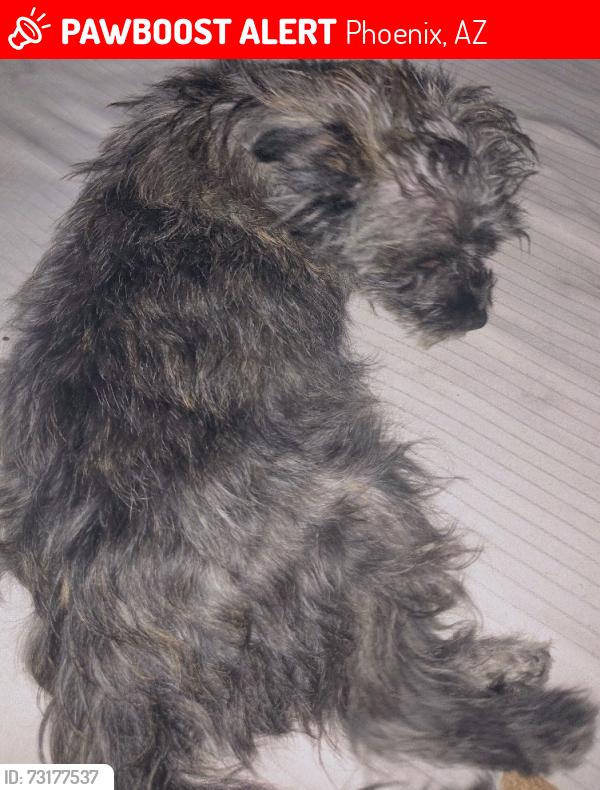 Lost Female Dog last seen Near n black canyon hwy, Phoenix, AZ 85021
