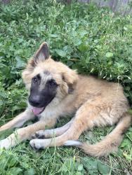 Found/Stray Male Dog last seen Quick trip off of marsh line, Dallas, TX 75234