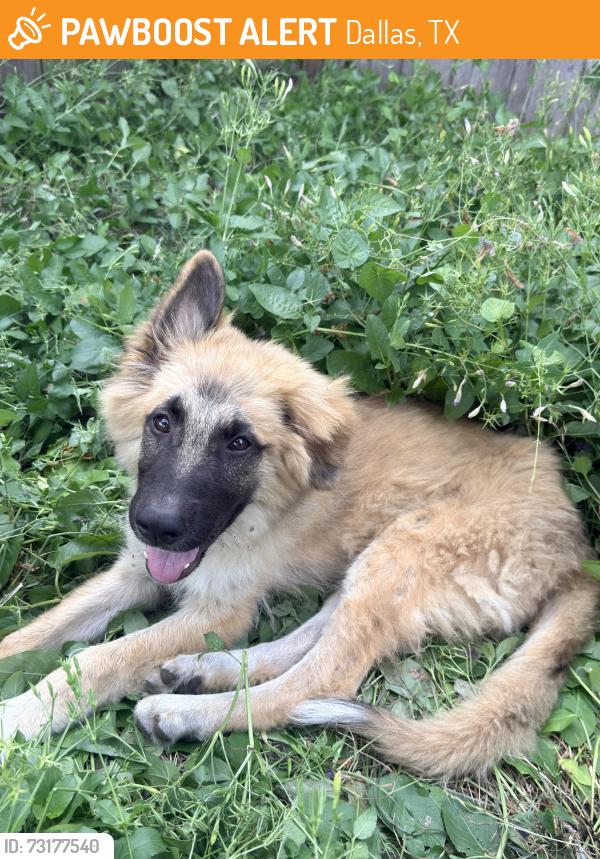 Found/Stray Male Dog last seen Quick trip off of marsh line, Dallas, TX 75234