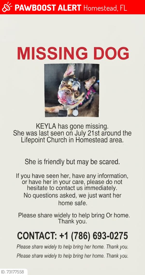 Lost Female Dog last seen Life Pointe Church, Homestead, FL 33032