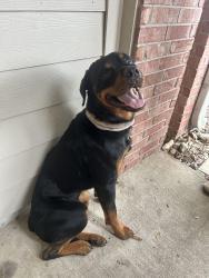 Found/Stray Male Dog last seen North valley Ct, Houston, TX 77073