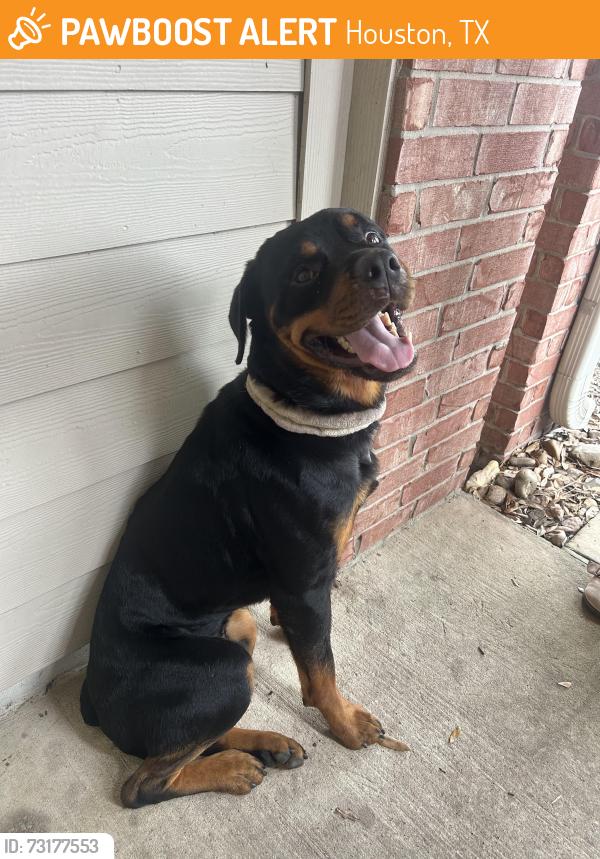Found/Stray Male Dog last seen North valley Ct, Houston, TX 77073