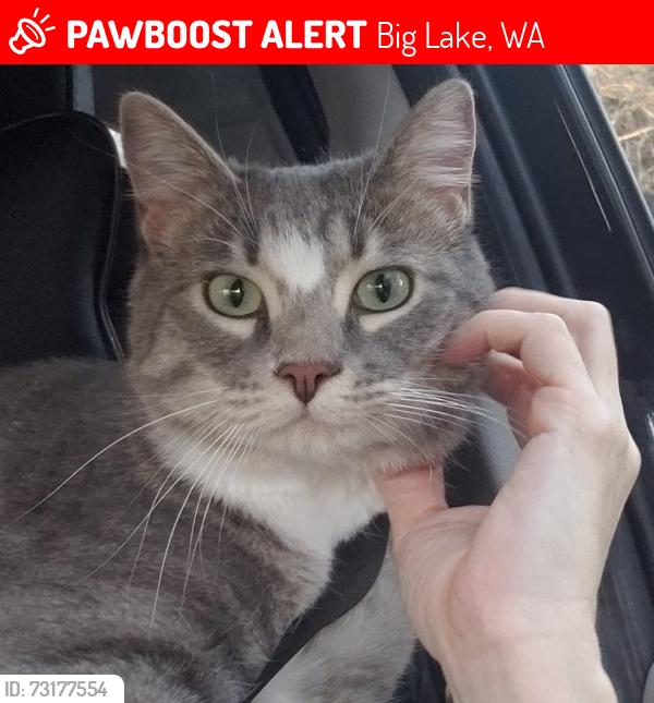 Lost Male Cat last seen River Rock Road Mount Vernon, WA, Big Lake, WA 98274