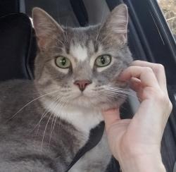 Lost Male Cat last seen River Rock Road Mount Vernon, WA, Big Lake, WA 98274