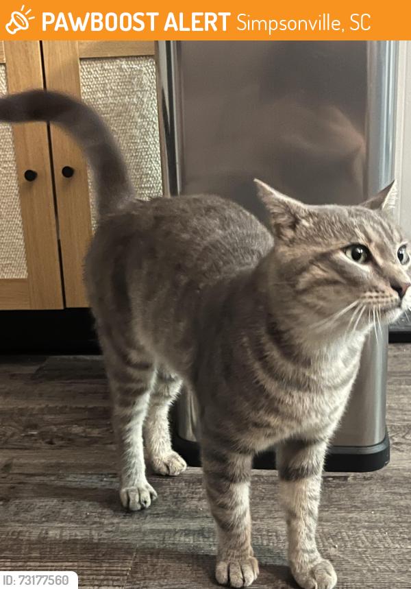 Found/Stray Male Cat last seen Downtown Simpsonville, Simpsonville, SC 29681