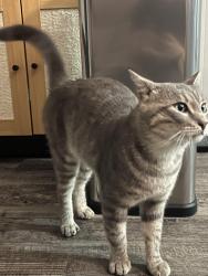 Found/Stray Male Cat last seen Downtown Simpsonville, Simpsonville, SC 29681