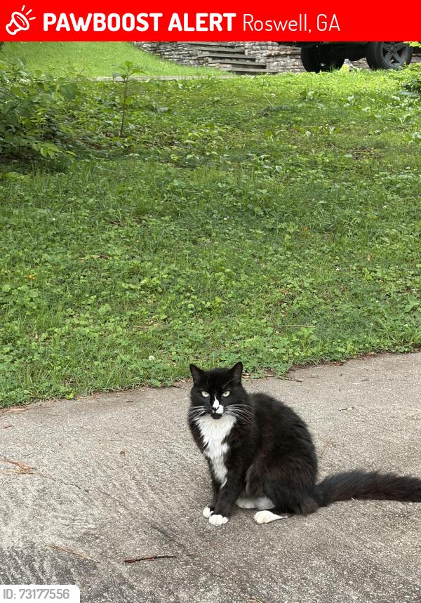 Lost Male Cat last seen Alpharetta hwy and upper hembree road, Roswell, GA 30076