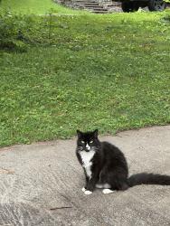 Lost Male Cat last seen Alpharetta hwy and upper hembree road, Roswell, GA 30076