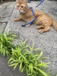 Found/Stray Unknown Cat last seen Howe Ave Passaic NJ, Passaic, NJ 07055