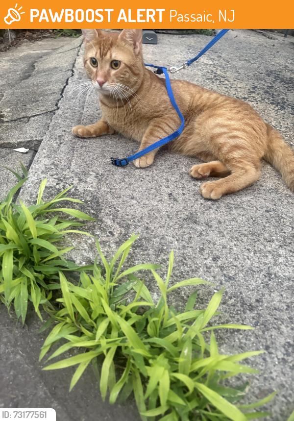 Found/Stray Unknown Cat last seen Howe Ave Passaic NJ, Passaic, NJ 07055
