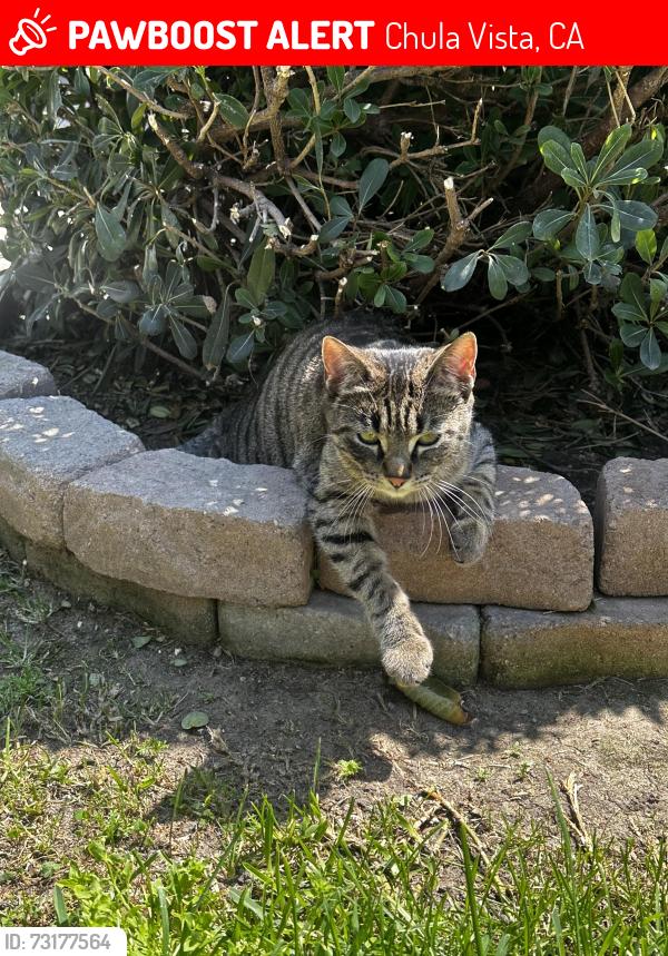Lost Female Cat last seen Copper Penny Dr, Chula Vista, CA 91915