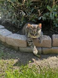 Lost Female Cat last seen Copper Penny Dr, Chula Vista, CA 91915