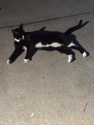 Found/Stray Female Cat last seen Bettis Tribble Gap & Heatherwyn Way, Cumming, GA 30040