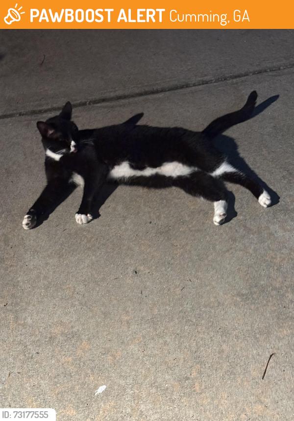 Found/Stray Female Cat last seen Bettis Tribble Gap & Heatherwyn Way, Cumming, GA 30040