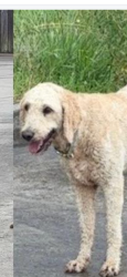 Reunited Female Dog last seen Food city, Walker County, GA 30741