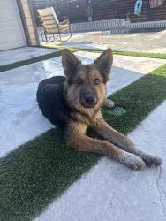 Reunited Male Dog last seen Orange Grove & Kenoak POMONA CA, Pomona, CA 91768
