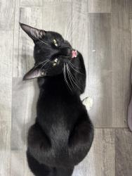 Found/Stray Male Cat last seen cranwood park blvd and forest dale, Garfield Heights, OH 44125