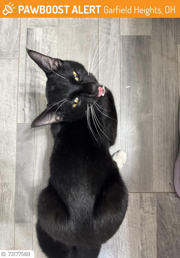 Found/Stray Male Cat last seen cranwood park blvd and forest dale, Garfield Heights, OH 44125