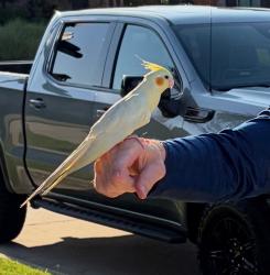 Found/Stray Unknown Bird last seen Hidden Lakes (Bloomfield and Keller Parkway), Keller, TX 76248