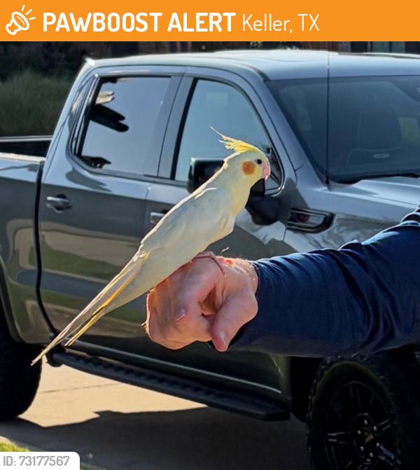 Found/Stray Unknown Bird last seen Hidden Lakes (Bloomfield and Keller Parkway), Keller, TX 76248