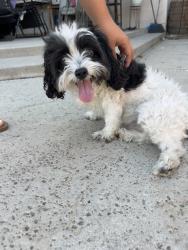 Reunited Male Dog last seen N Valencia Avenue san bernardino, San Bernardino, CA 92404
