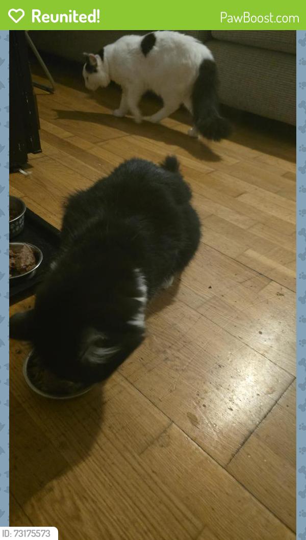 Reunited Male Cat last seen L15BU, Merseyside, England L1 5BU