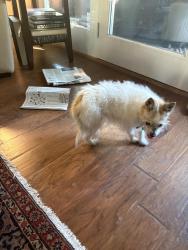Reunited Female Dog last seen Crow canyon dr, Folsom, CA 95630