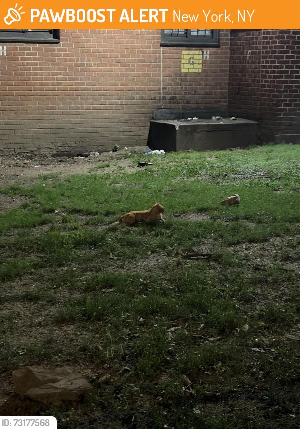 Found/Stray Unknown Cat last seen Front lawn of 3170, hunting rats, New York, NY 10027