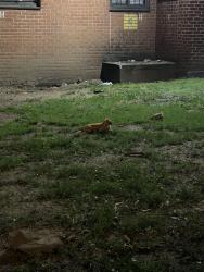 Found/Stray Unknown Cat last seen Front lawn of 3170, hunting rats, New York, NY 10027