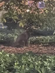 Found/Stray Unknown Cat last seen N Argyle st and N Wolcott Ave, Chicago, IL 60640
