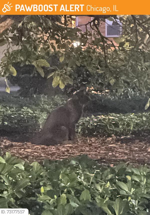 Found/Stray Unknown Cat last seen N Argyle st and N Wolcott Ave, Chicago, IL 60640