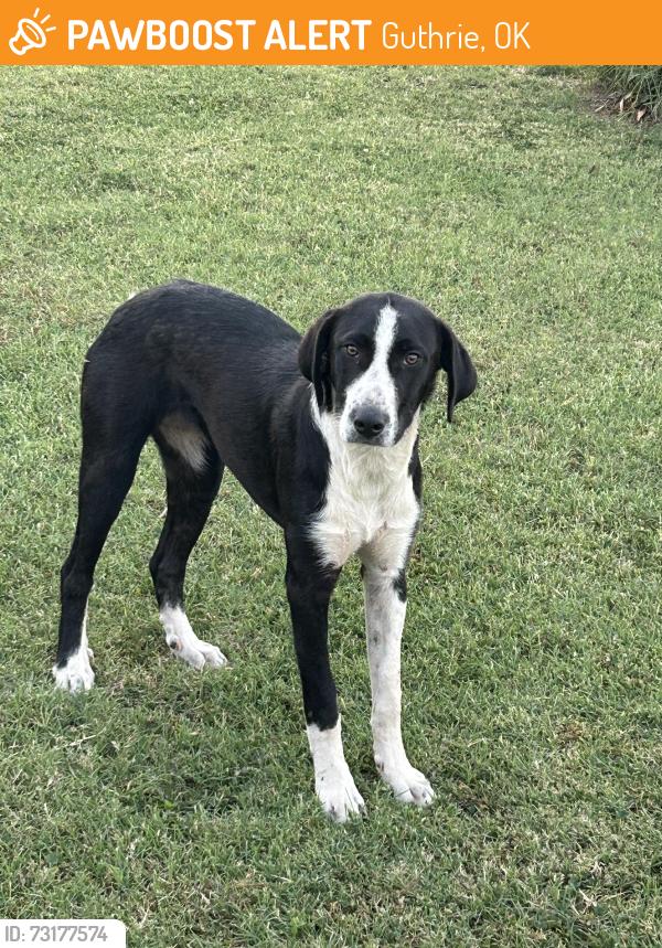 Found/Stray Female Dog last seen Broadway and Simpson road, Guthrie, OK 73044