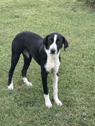 Found/Stray Female Dog last seen Broadway and Simpson road, Guthrie, OK 73044