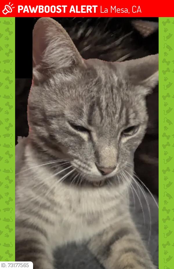 Lost Female Cat last seen Waite and 69th Street, La Mesa, CA 91941