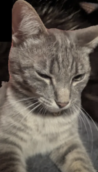 Lost Female Cat last seen Waite and 69th Street, La Mesa, CA 91941