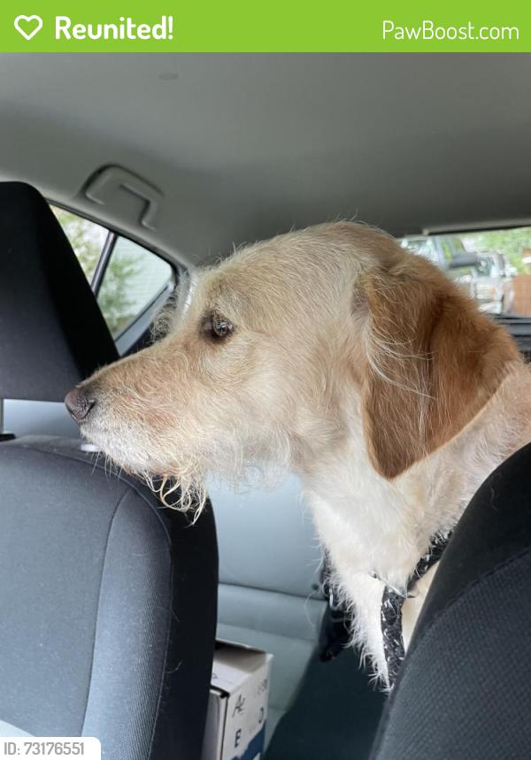 Reunited Female Dog last seen Ford Dealership Burlington NC, Burlington, NC 27215