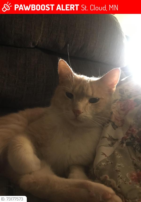 Lost Male Cat last seen 14th Street South and 15th Street South, St. Cloud, MN 56301