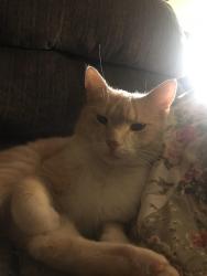 Lost Male Cat last seen 14th Street South and 15th Street South, St. Cloud, MN 56301