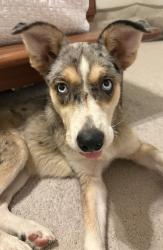 Found/Stray Female Dog last seen Highlands and Bankhead, Aledo, TX 76008