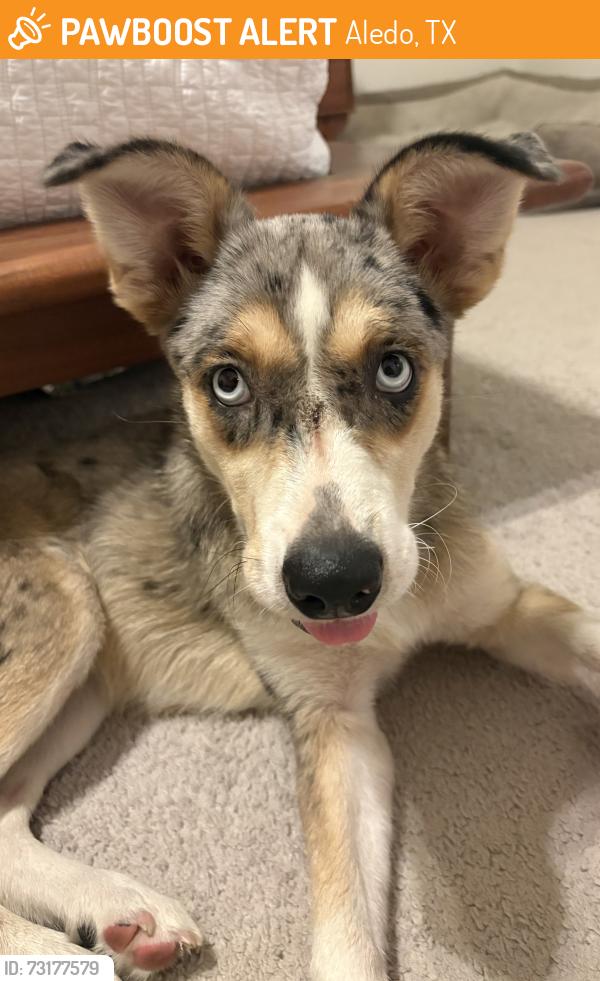 Found/Stray Female Dog last seen Highlands and Bankhead, Aledo, TX 76008