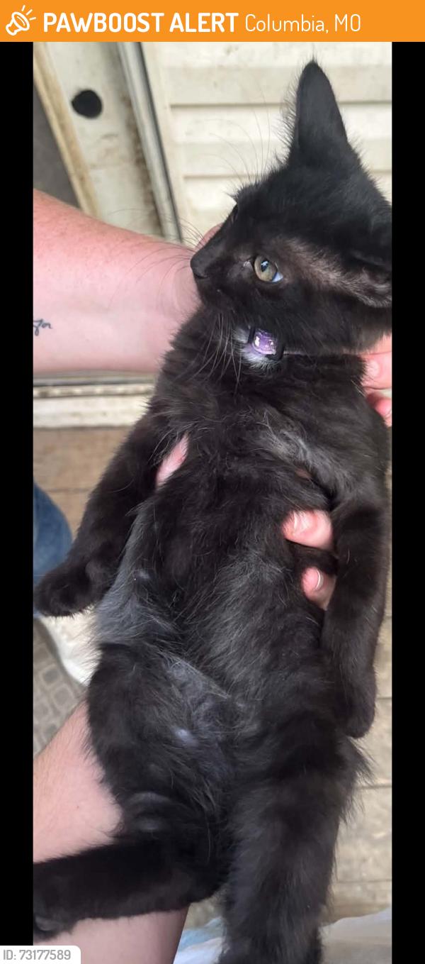 Found/Stray Unknown Cat last seen El Chaparral subdivision, Columbia, MO 65201