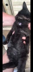 Found/Stray Unknown Cat last seen El Chaparral subdivision, Columbia, MO 65201