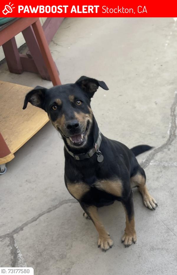 Lost Female Dog last seen Edison, Stockton, CA 95206