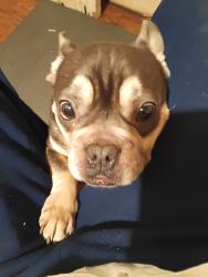 Lost Male Dog last seen between lee willis rd and sugarmill road, Opelousas, LA 70570