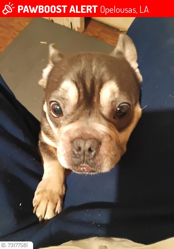 Lost Male Dog last seen between lee willis rd and sugarmill road, Opelousas, LA 70570